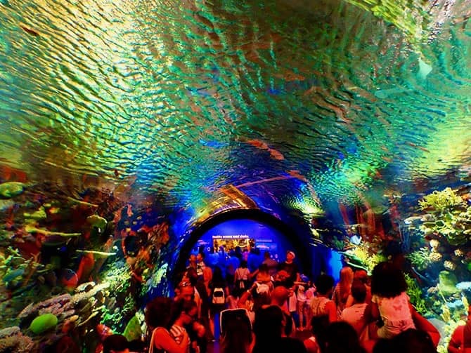 New York Aquarium - New York Aquarium Korallenriff